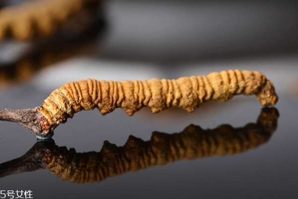 冬蟲夏草是什么味道 吃起來像毛豆 冬蟲夏草是什么味道 吃起來像毛豆