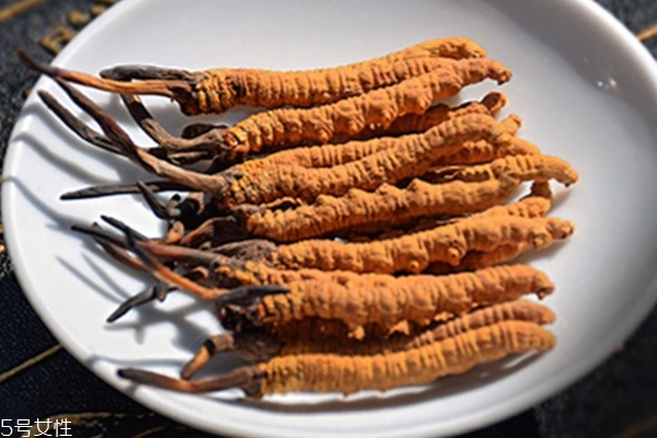 冬蟲夏草是什么氣味 從氣味如何看真假 冬蟲夏草是什么氣味 從氣味如何看真假