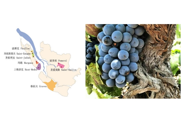 法國(guó)紅酒哪個(gè)地方的好 法國(guó)最有名3大產(chǎn)地 法國(guó)紅酒哪個(gè)地方的好 法國(guó)最有名3大產(chǎn)地