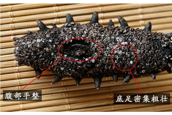 最好的海參什么顏色 3種褐色 最好的海參什么顏色 3種褐色