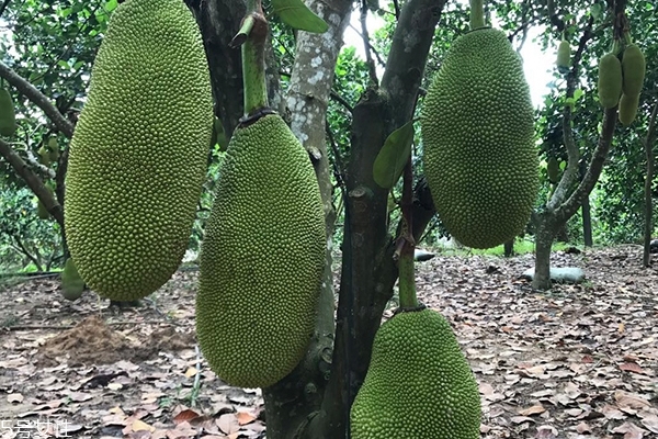 菠蘿蜜為什么貴 有以下原因