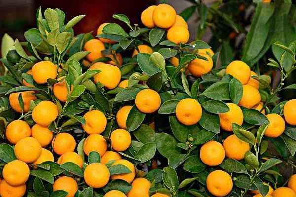 小金橘的皮可以吃嗎 小金橘的皮有什么營(yíng)養(yǎng)