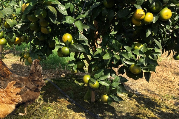 皇帝柑怎么挑 這樣挑準(zhǔn)沒(méi)錯(cuò)