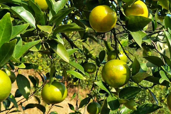 皇帝柑怎么挑 這樣挑準(zhǔn)沒(méi)錯(cuò)