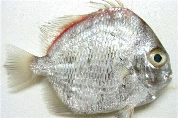 鯧魚有幾種種類 你最愛哪一種 鯧魚有幾種種類 你最愛哪一種