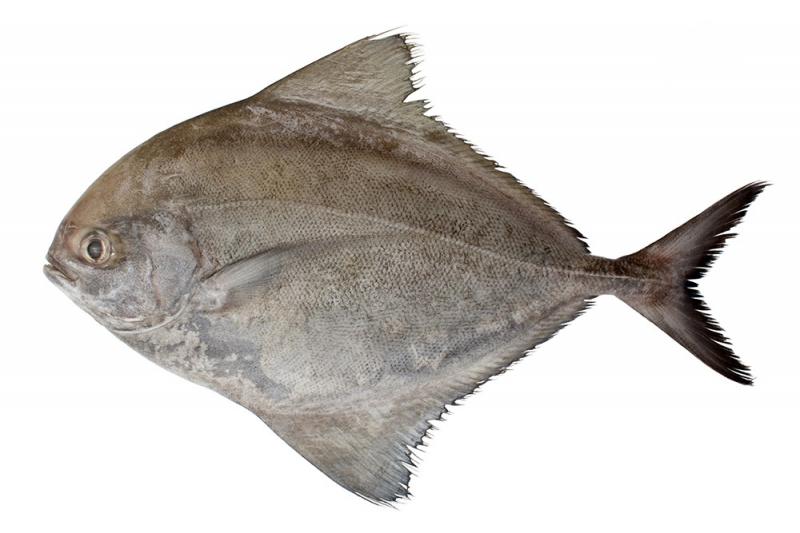 鯧魚有幾種種類 你最愛哪一種 鯧魚有幾種種類 你最愛哪一種