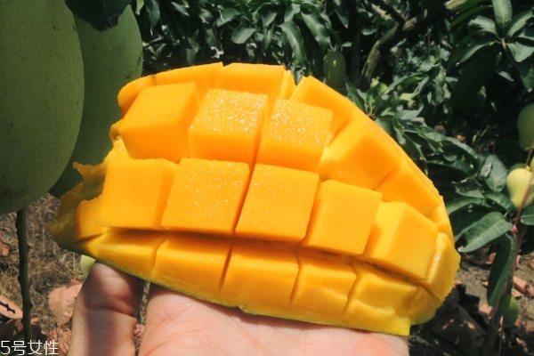 凱特芒果特別硬怎么辦 使用催熟法 凱特芒果特別硬怎么辦 使用催熟法