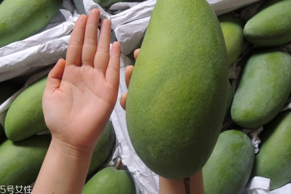 凱特芒果會(huì)變黃嗎 會(huì)變這個(gè)顏色