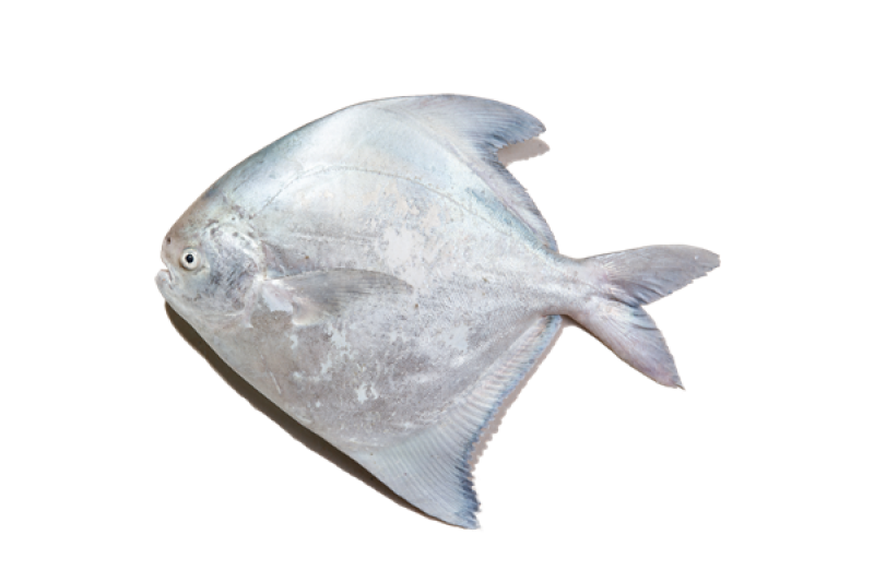 鯧魚有幾種種類 你最愛哪一種 鯧魚有幾種種類 你最愛哪一種