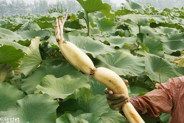 蓮藕變紅怎么回事 因為含有這個成分 蓮藕變紅怎么回事 因為含有這個成分