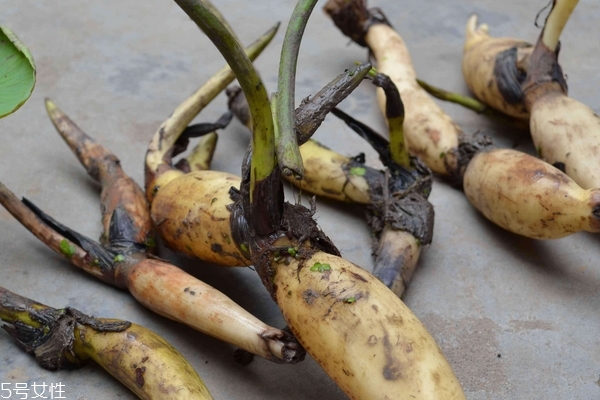 蓮藕吃的是根還是莖 看完你就懂了 蓮藕吃的是根還是莖 看完你就懂了