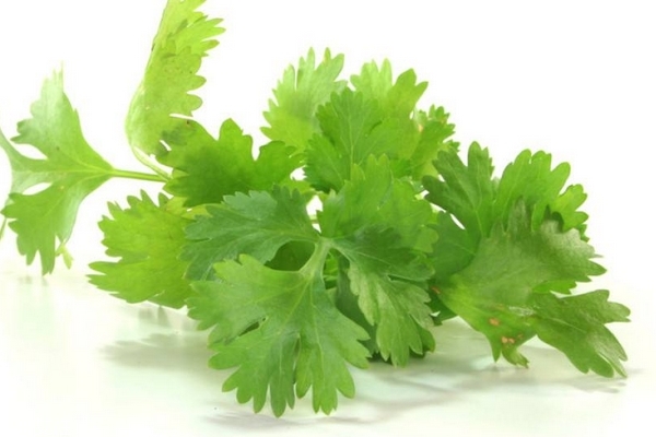 香菜怎么腌制 其實很簡單 香菜怎么腌制 其實很簡單