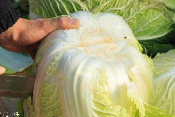 大白菜要洗嗎 這個是必須的 大白菜要洗嗎 這個是必須的