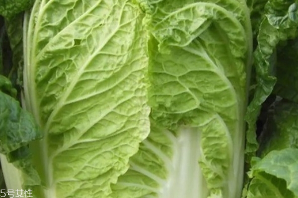 大白菜要洗嗎 這個是必須的 大白菜要洗嗎 這個是必須的