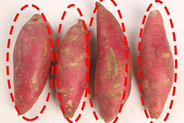 紅薯長的好還是圓的好 長的好 紅薯長的好還是圓的好 長的好