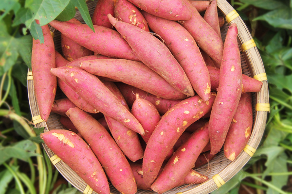 紅薯長的好還是圓的好 長的好 紅薯長的好還是圓的好 長的好