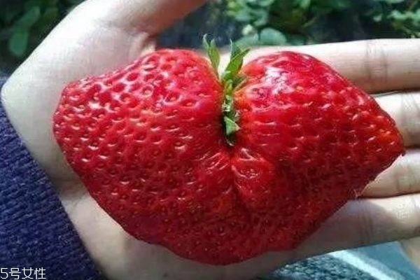 怎么辨別打激素的草莓 吃草莓的注意事項 怎么辨別打激素的草莓 吃草莓的注意事項