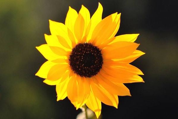 憂郁癥什么征兆 10個日常習慣自測一下