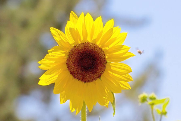 憂郁癥什么征兆 10個日常習慣自測一下