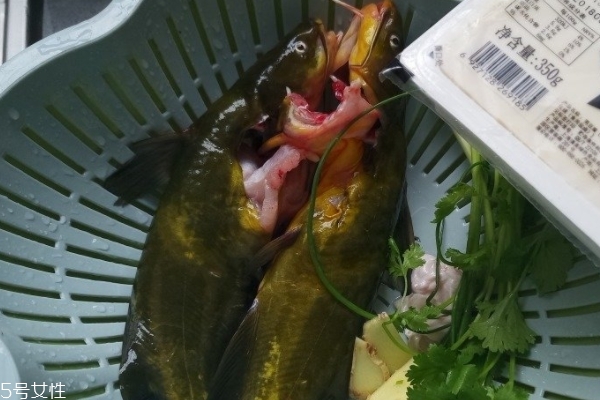 魚湯要不要放醋 可以適量放 魚湯要不要放醋 可以適量放