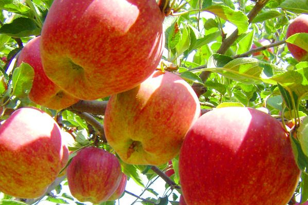 蘋果上蠟能吃嗎 工業(yè)蠟含鉛汞