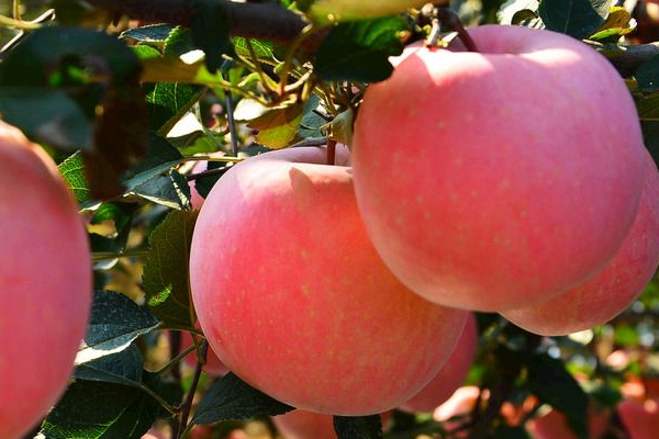 蘋果上蠟能吃嗎 工業(yè)蠟含鉛汞