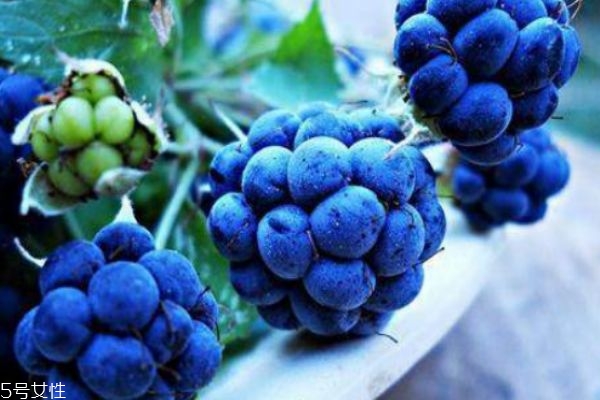 孕婦能吃藍莓嗎 來月經(jīng)可以吃藍莓嗎