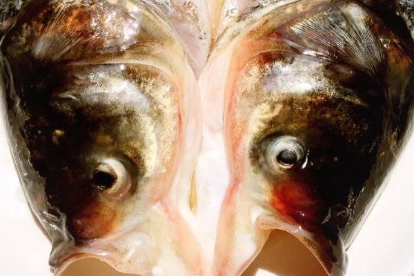 剁椒魚(yú)頭用什么魚(yú) 胖頭魚(yú)最佳 剁椒魚(yú)頭用什么魚(yú) 胖頭魚(yú)最佳