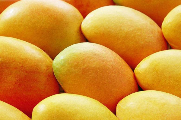 芒果越大越好吃嗎 太大的不甜 芒果越大越好吃嗎 太大的不甜