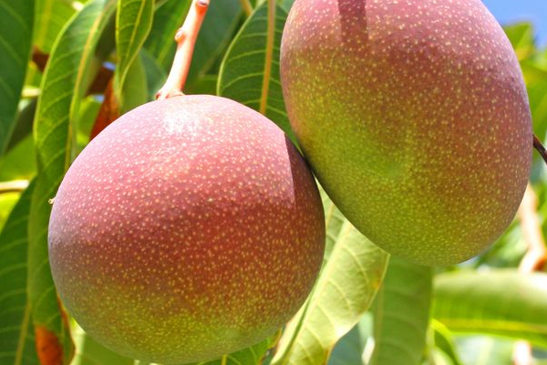 愛(ài)文芒果一個(gè)有多重 平均果重320g左右