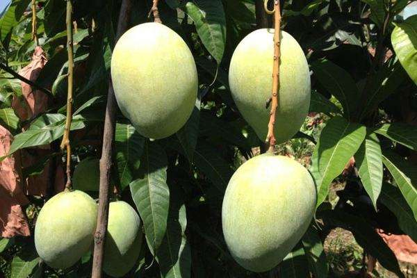 凱特芒果好吃嗎 凱特芒果什么味道 凱特芒果好吃嗎 凱特芒果什么味道