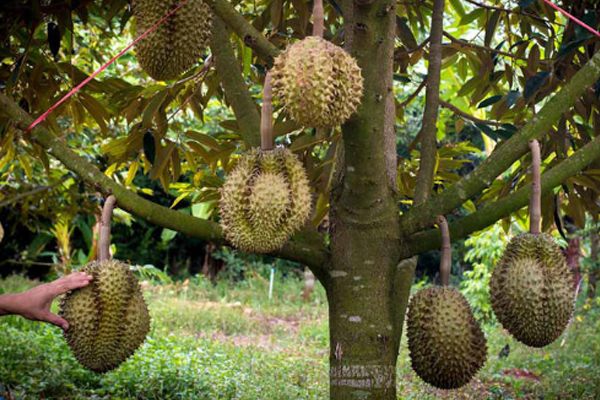 榴蓮越大越好嗎 越大越成熟 榴蓮越大越好嗎 越大越成熟
