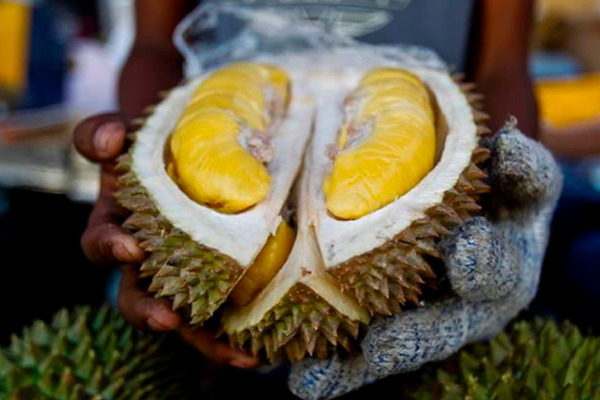 榴蓮越大越好嗎 越大越成熟 榴蓮越大越好嗎 越大越成熟