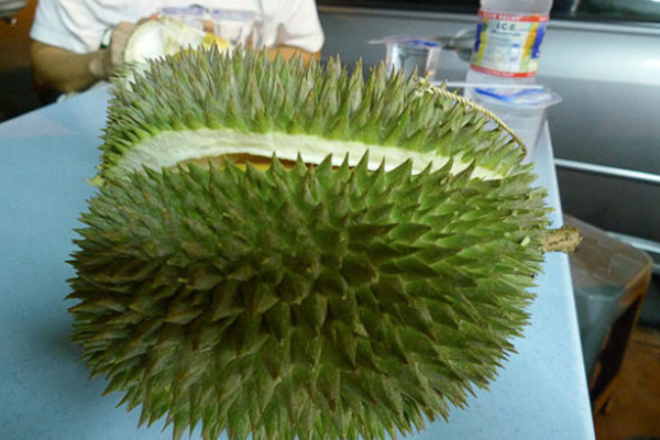 榴蓮越大越好嗎 越大越成熟 榴蓮越大越好嗎 越大越成熟