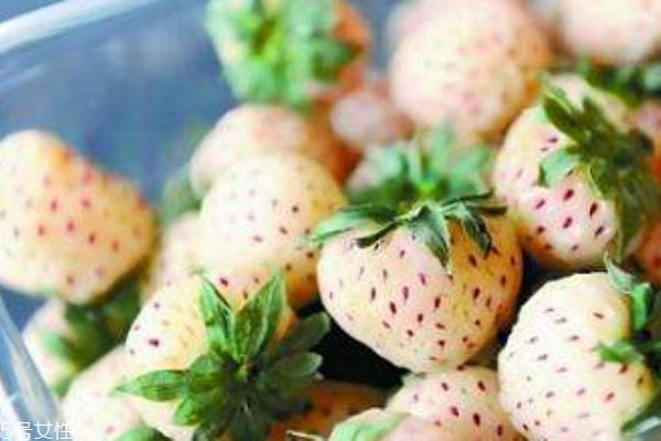 白色草莓叫什么 白色草莓多少錢一斤 白色草莓叫什么 白色草莓多少錢一斤