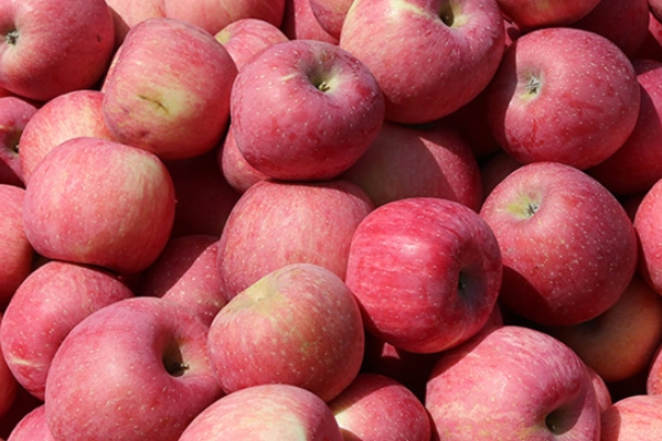 紅富士蘋(píng)果什么品種好 推薦是這個(gè)品種 紅富士蘋(píng)果什么品種好 推薦是這個(gè)品種