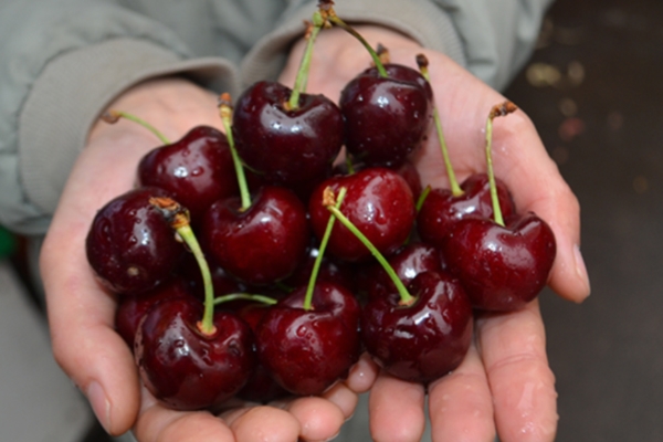 車厘子怎么種植 注意這4個方面