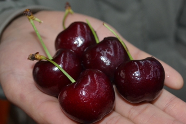 車厘子怎么種植 注意這4個方面