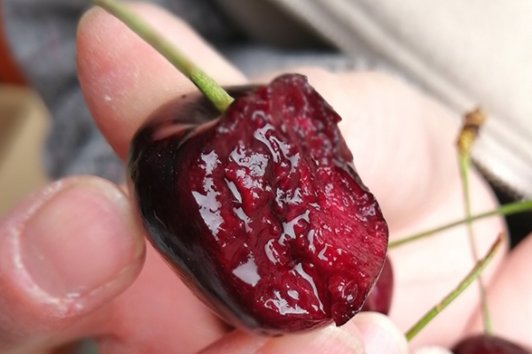 車厘子怎么種植 注意這4個方面