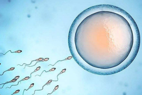 女性卵子數(shù)量稀少怎么辦 女性卵子數(shù)量稀少怎么辦