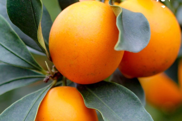 金桔可以和梨一起煮嗎 當(dāng)然是可以的 金桔可以和梨一起煮嗎 當(dāng)然是可以的