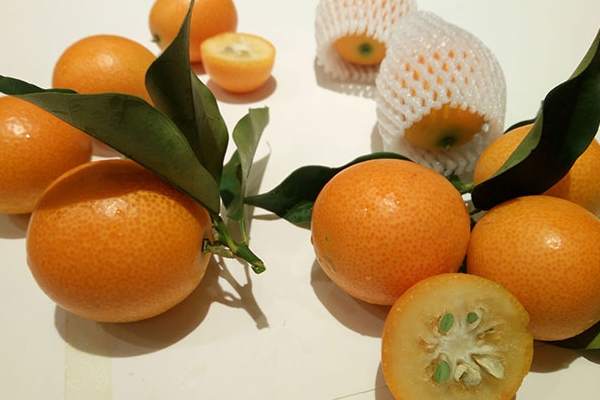 金桔可以和梨一起煮嗎 當(dāng)然是可以的 金桔可以和梨一起煮嗎 當(dāng)然是可以的