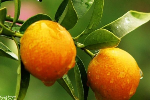 金錢(qián)橘的皮可以吃嗎 金錢(qián)橘的吃法