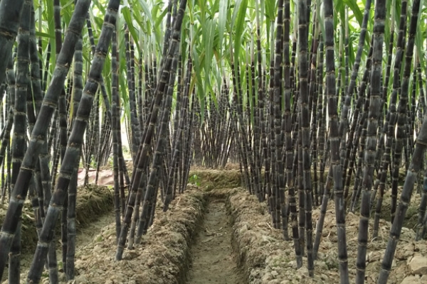 甘蔗會(huì)開花嗎 開花甘蔗并不好 甘蔗會(huì)開花嗎 開花甘蔗并不好