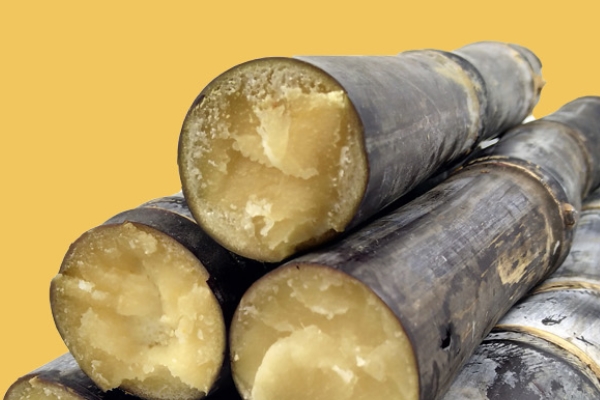 甘蔗會(huì)開花嗎 開花甘蔗并不好 甘蔗會(huì)開花嗎 開花甘蔗并不好