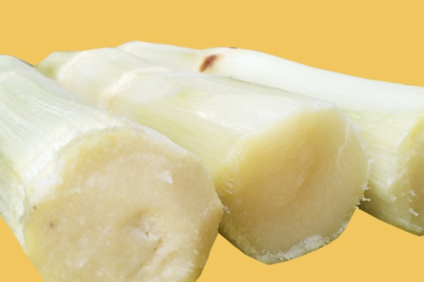 甘蔗會(huì)開花嗎 開花甘蔗并不好 甘蔗會(huì)開花嗎 開花甘蔗并不好