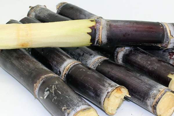 甘蔗會回奶嗎 少吃為妙 甘蔗會回奶嗎 少吃為妙