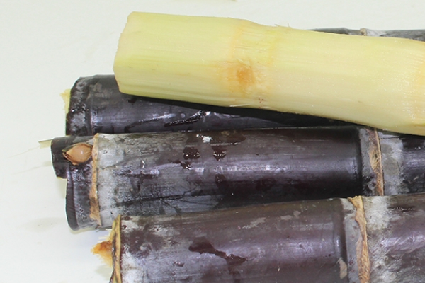 甘蔗哪個(gè)部位最甜 當(dāng)然是這里了 甘蔗哪個(gè)部位最甜 當(dāng)然是這里了