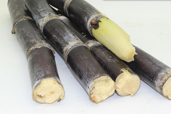 甘蔗哪個(gè)部位最甜 當(dāng)然是這里了 甘蔗哪個(gè)部位最甜 當(dāng)然是這里了