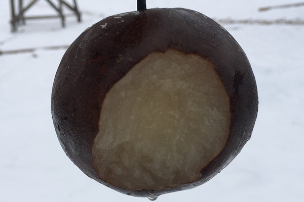 咳嗽可以吃凍梨嗎 沒有治療效果 咳嗽可以吃凍梨嗎 沒有治療效果